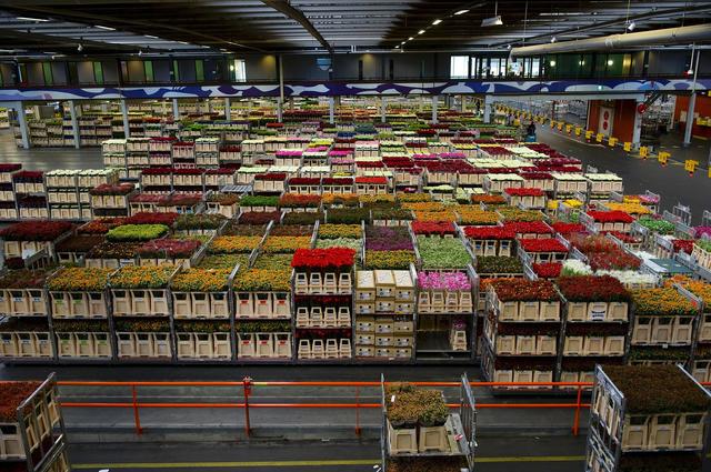 Цветочные аукционы FloraHolland Цветочные аукционы FloraHolland