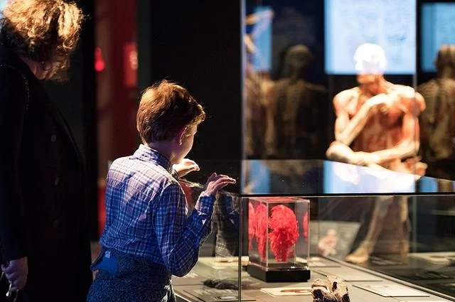 Body Worlds. Фото https://bodyworlds.co.uk/ Body Worlds. Фото https://bodyworlds.co.uk/