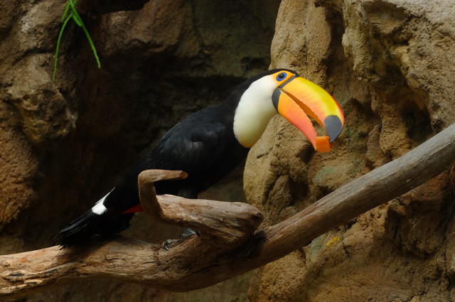 Фото: Ziko van Dijk / Wikimedia Commons / CC BY-SA 4.0 Парк птиц «Avifauna»