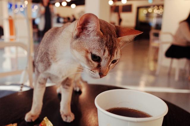 Фото: vedanti / pixabay.com Кото-кафе «Kattencafe Kopjes»