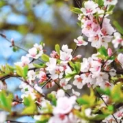 Апрель во Франции: какие города посетить?