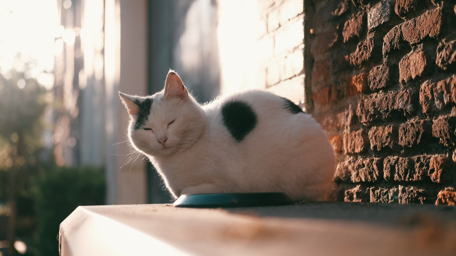 Харлемский кот