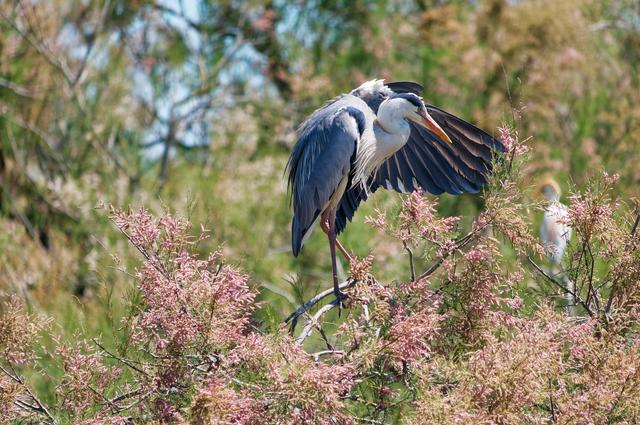 Заповедник птиц