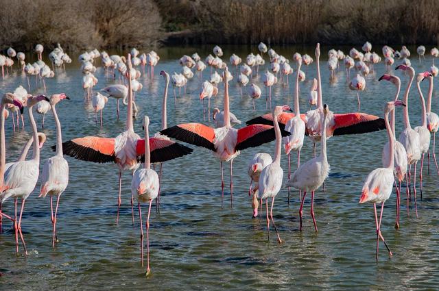 Розовые фламинго в Камарге