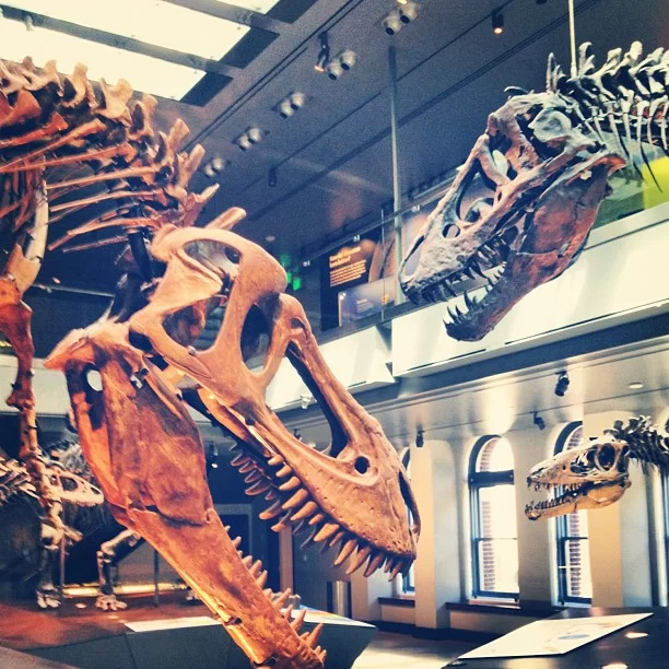 T. rex