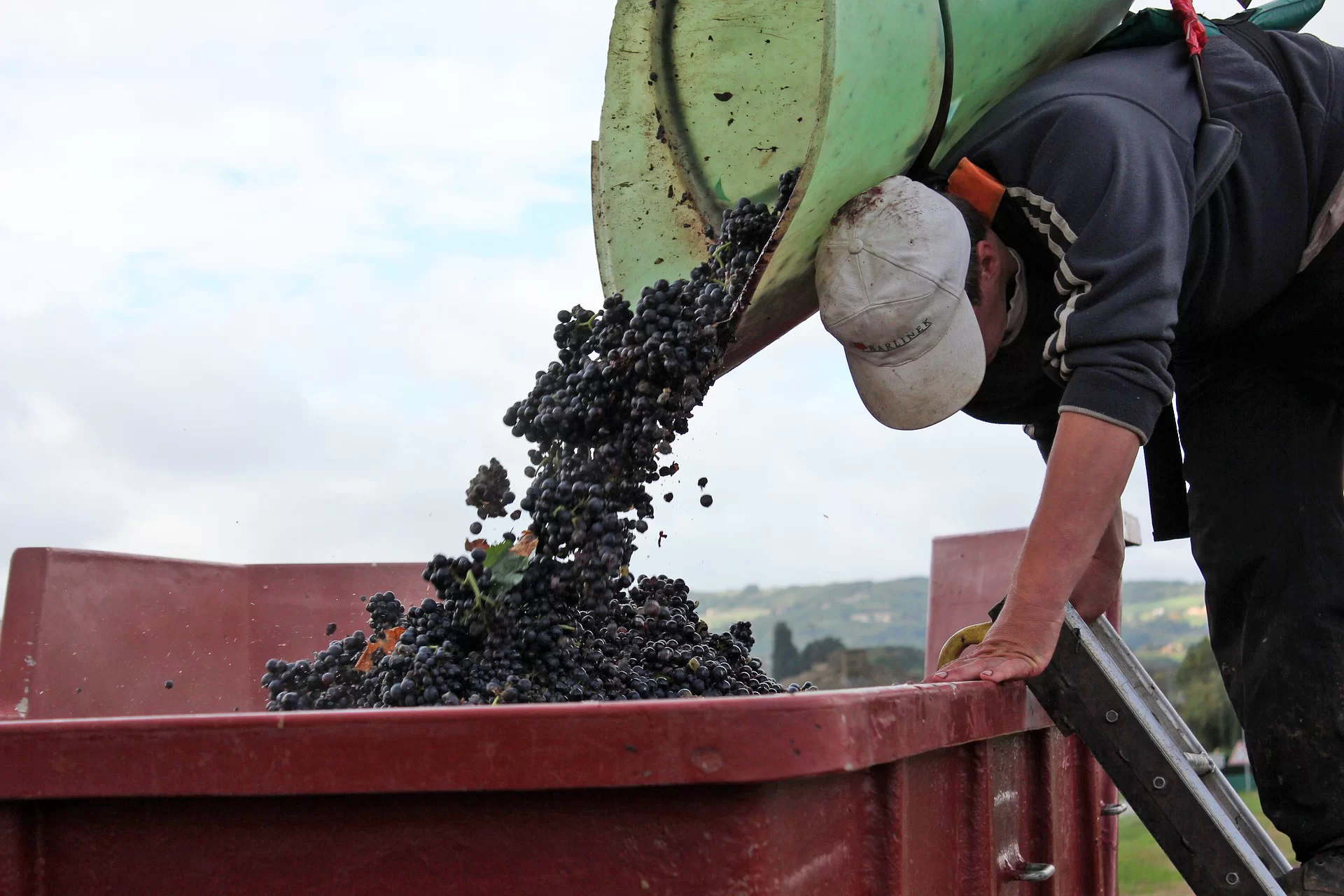 Божоле Нуво: виноград сорта гамэ