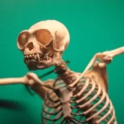 скелет животного