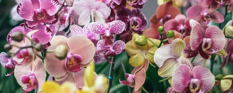 Орхидеи фаленопсис