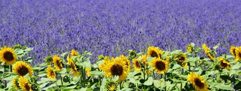 Поля лаванды и подсолнечника