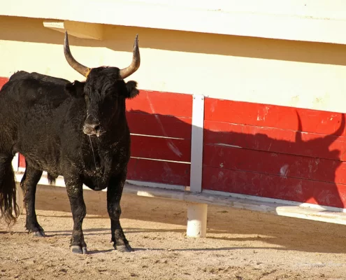 Коррида в Провансе