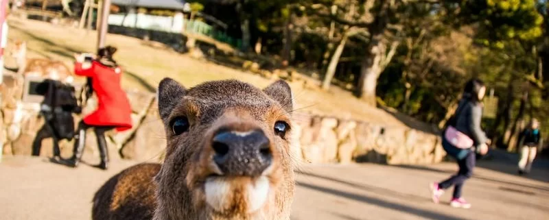 Парижский зоопарк