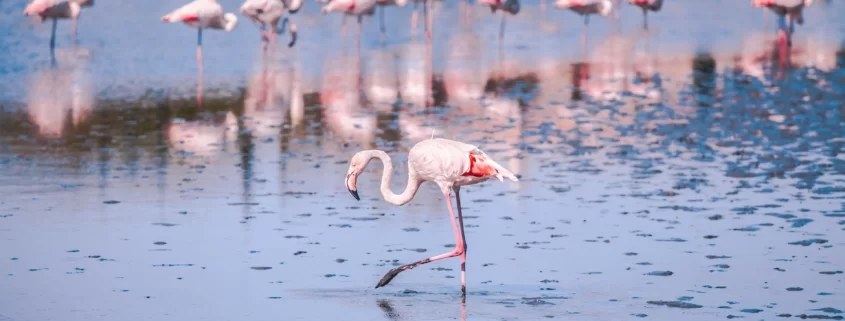 Розовые фламинго в парке Камарг