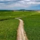 Поля Шампани