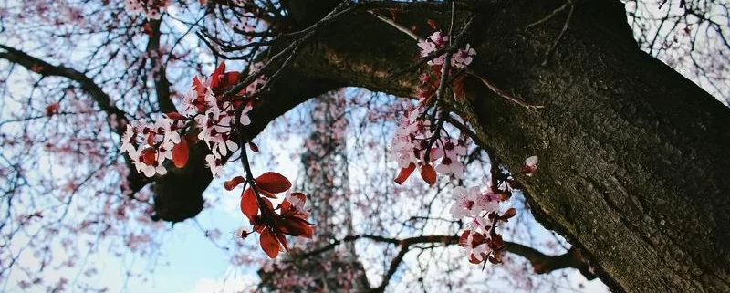 Март в Париже