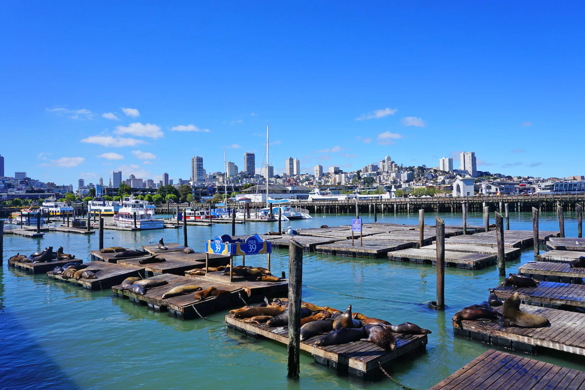 Сан-Франциско за один день: Пирс 39