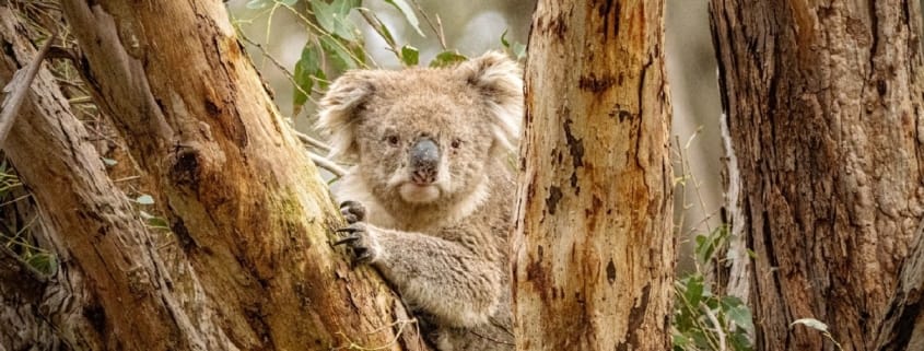 Что посетить в Австралии