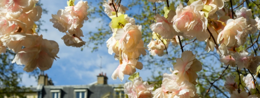 Цветущий Париж