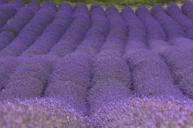 Carles Turon / Unsplash Поле лаванды