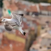 10 идей, что нужно сделать в Ницце