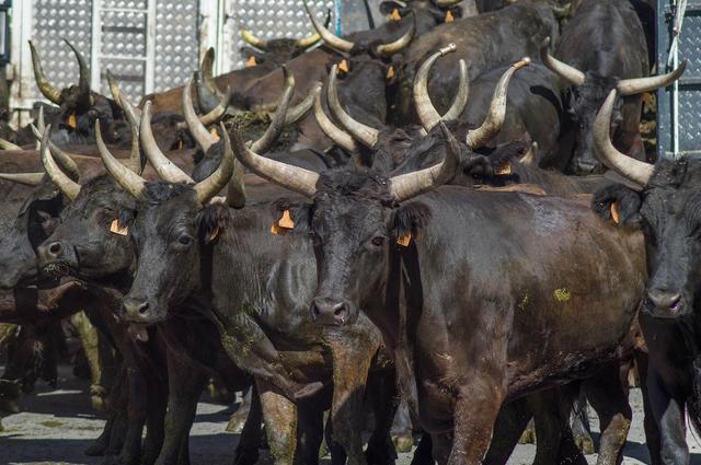 Pixabay Камаргские быки