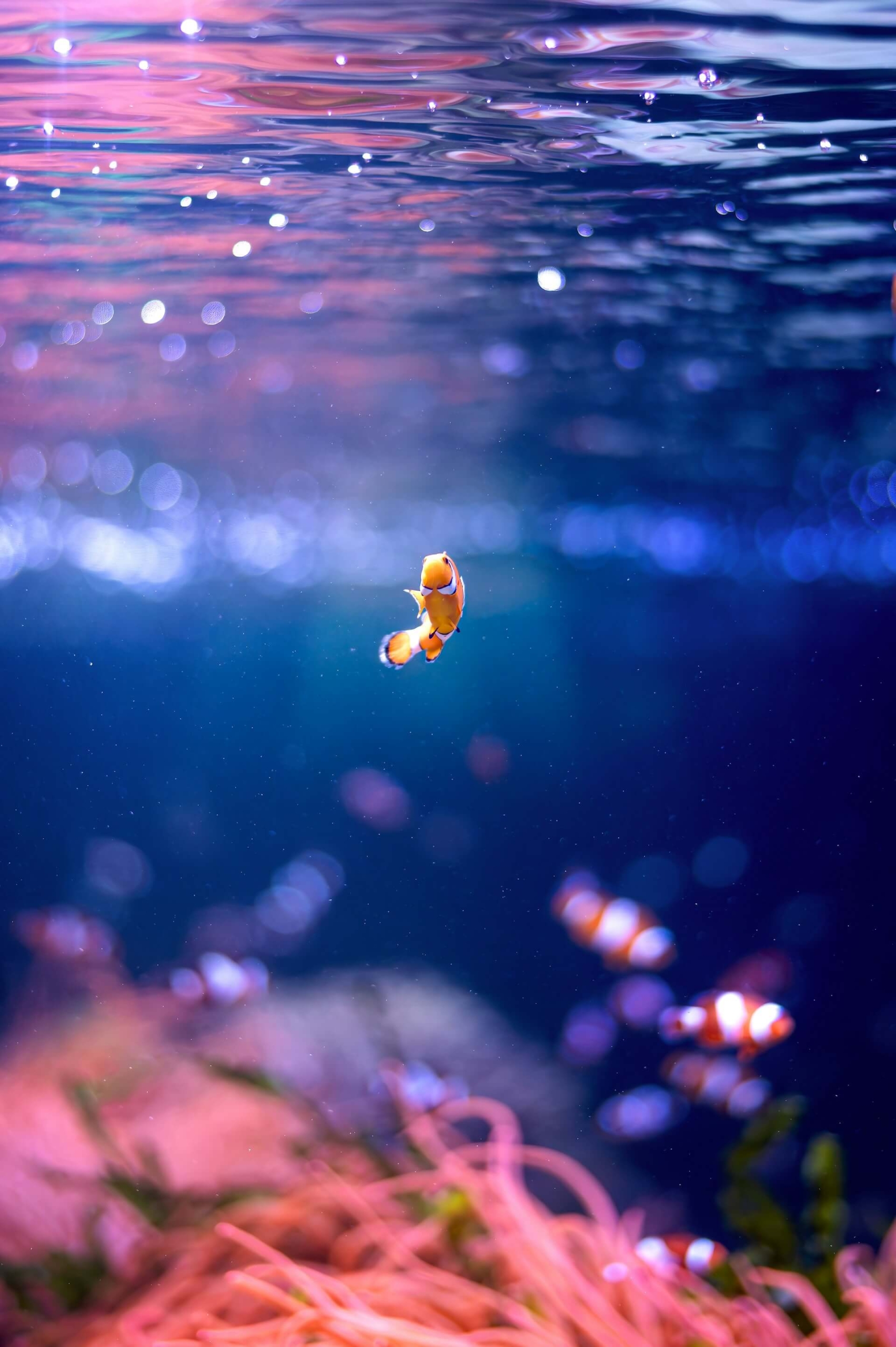 SeaLife Лондон достопримечательностей Лондона