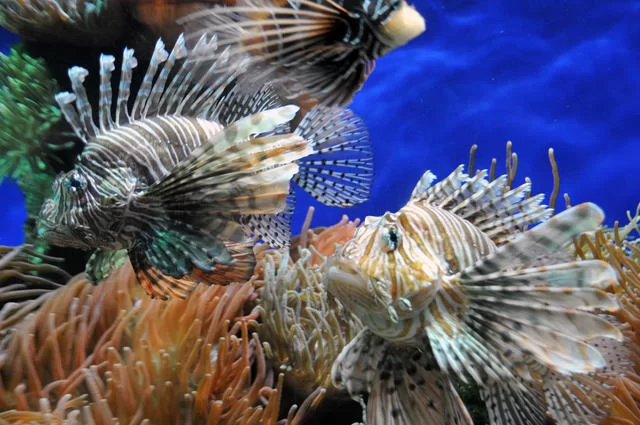 Океанографический музей в Монако Океанографический музей в Монако