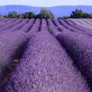 4989914329_9bd7ddf2de_o Прованс