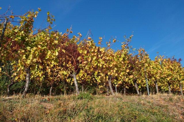 Эльзас Эльзас