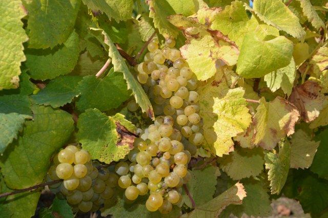 Долина Луары Долина Луары