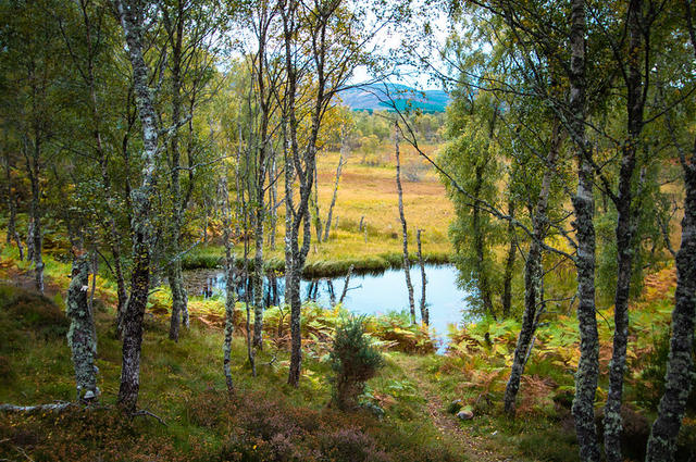 Фото: Alexander Savin / www.flickr.com Cairngorms National Park