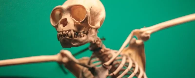 скелет животного