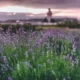 Лаванда на закате