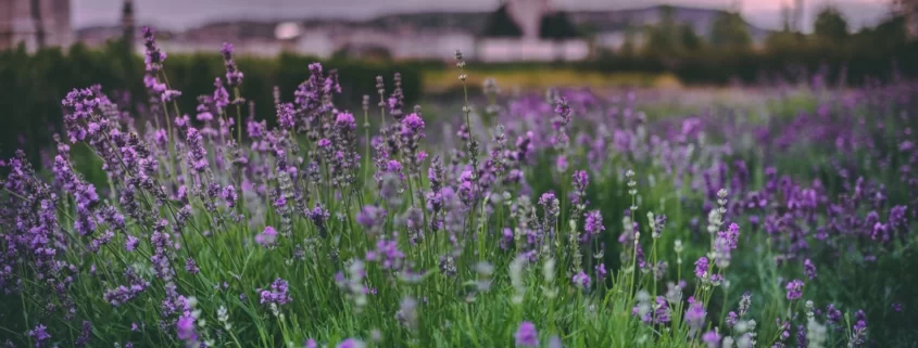 Лаванда на закате