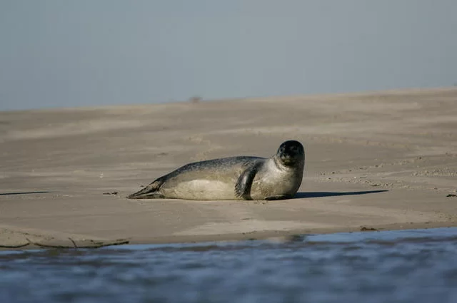 Фото: Tourism office, Cayeux-sur-Mer / flickr Somme