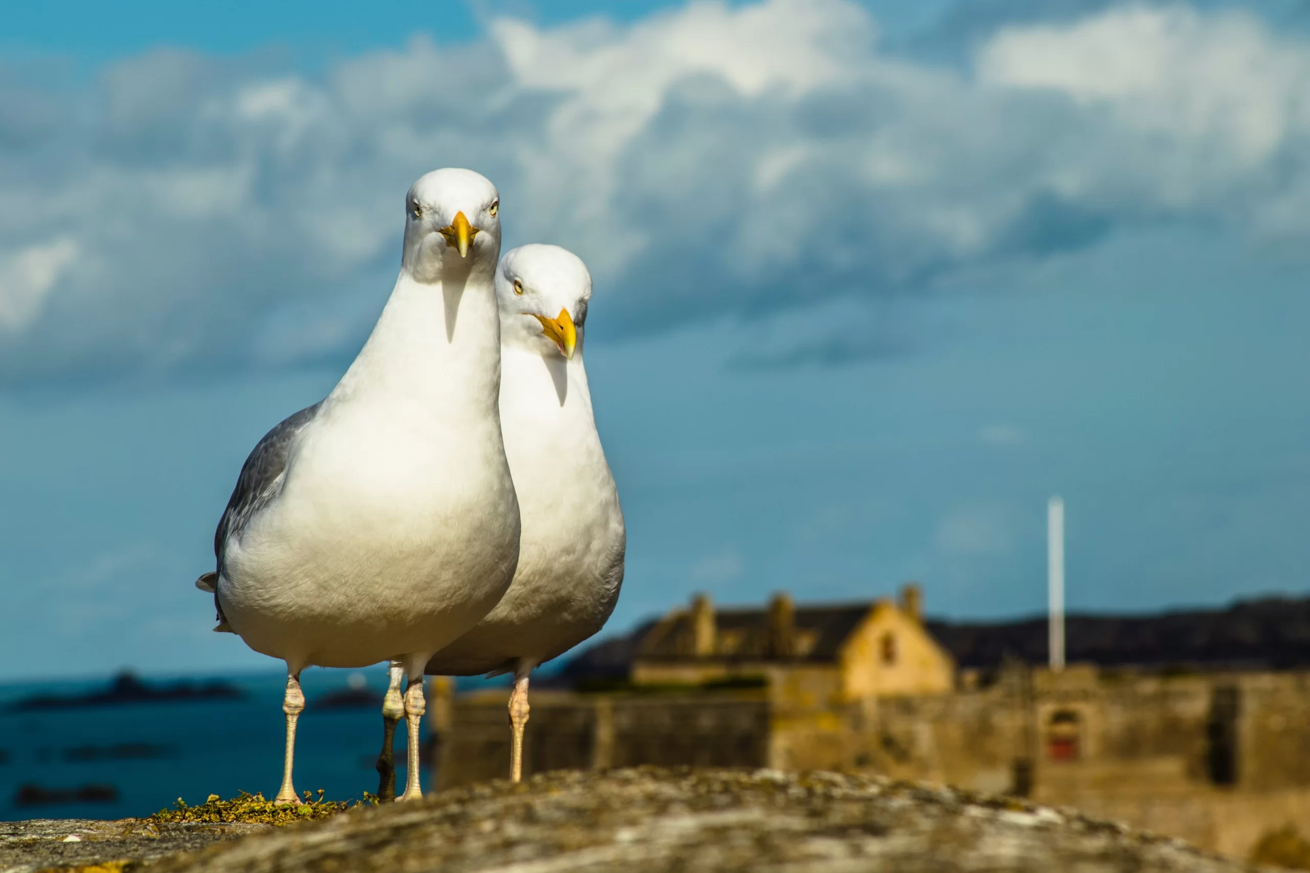 Бретонские чайки