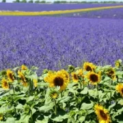lavender-field-1899575_1280 Поля лаванды и подсолнечника
