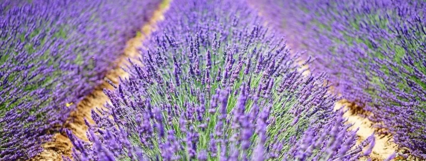 Лавандовое поле в Провансе