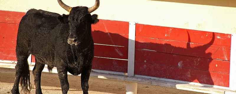 Коррида в Провансе