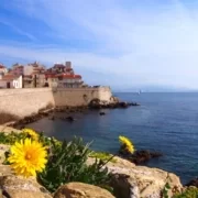 dandelion-745753_1280 Антиб