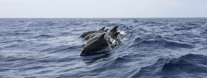 Дельфины на Лазурном берегу