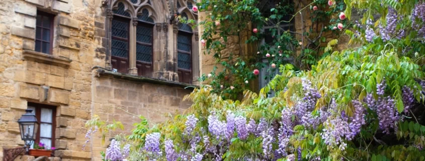 Глициния в цвету