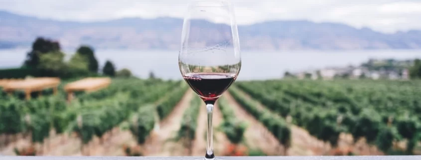 Вино и виноградники