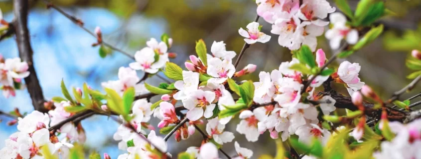 Апрель во Франции: какие города посетить?