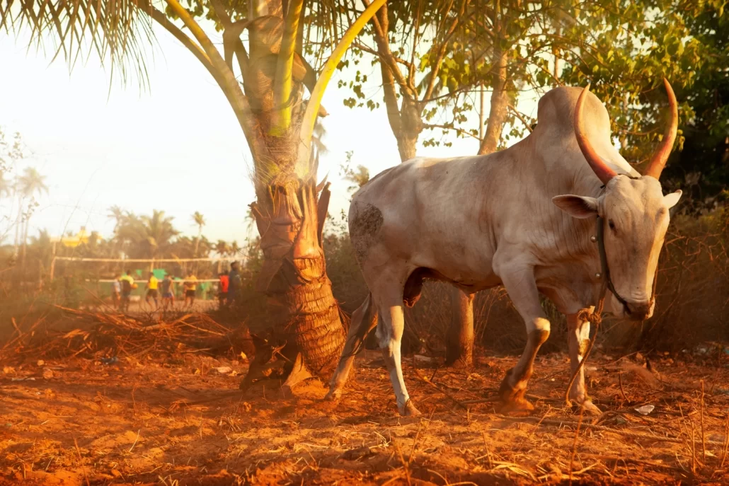 Колорит Гоа