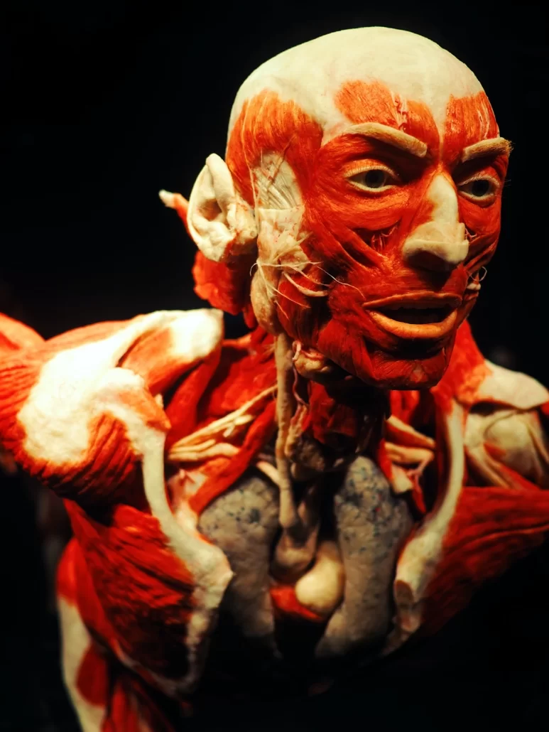 Музей Body Worlds в Берлине