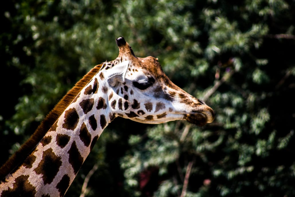 Зоопарк Zoom Erlebniswelt
