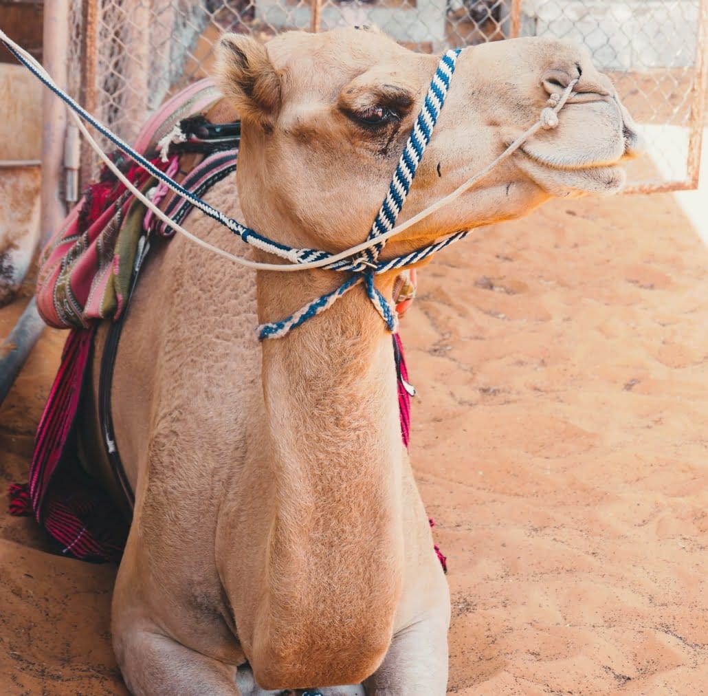 Верблюды занимают важное место в культуре ОАЭ